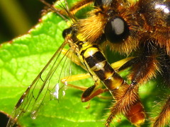 Laphria rufa