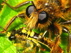 Laphria rufa