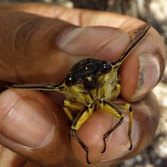 Adusella signata