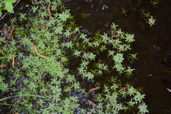 Callitriche obtusangula