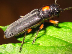 Phytoecia rufiventris