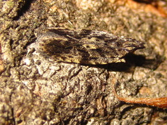 Faristenia quercivora