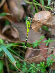 Erythemis simplicicollis