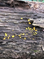 Bispora