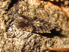 Faristenia quercivora