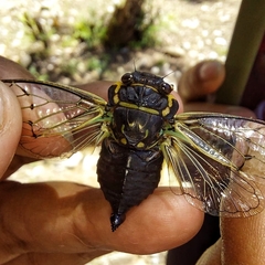 Adusella signata