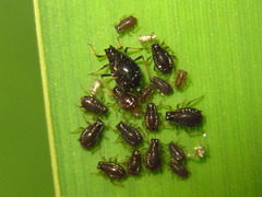 Schizaphis scirpi