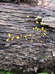 Bispora