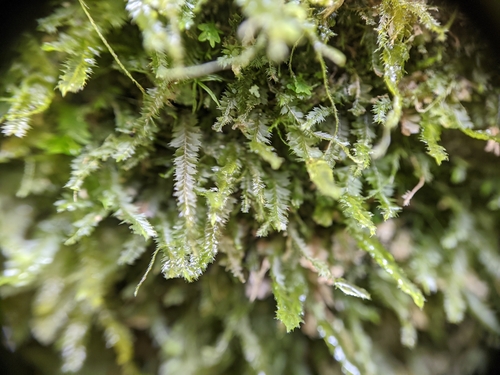 Plagiochila austinii