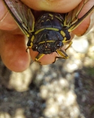 Adusella signata
