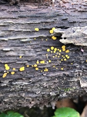 Bispora