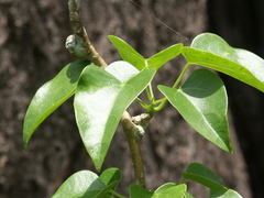 Tinospora smilacina