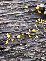 Bispora