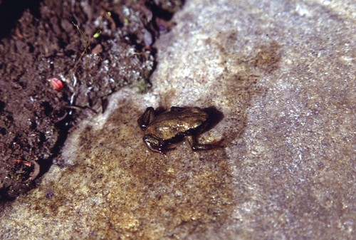 Peru Harlequin Toad, Atelopus peruensis