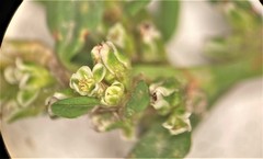 Polygonum buxiforme