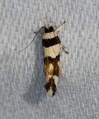 Macrobathra desmotoma