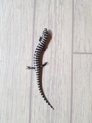 Diploglossus lessonae