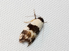 Chezala brachypepla