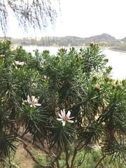 Olearia glutinosa