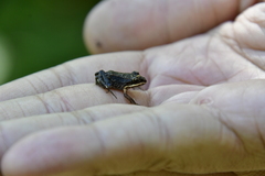 Leptodactylus albilabris