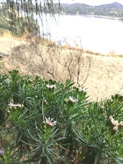 Olearia glutinosa