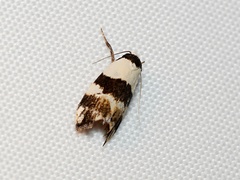 Chezala brachypepla