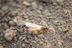 Solenopsis fugax