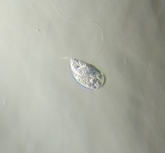 Colurella