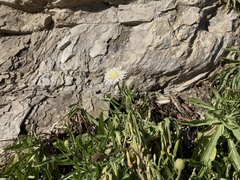 Malacothrix saxatilis commutata