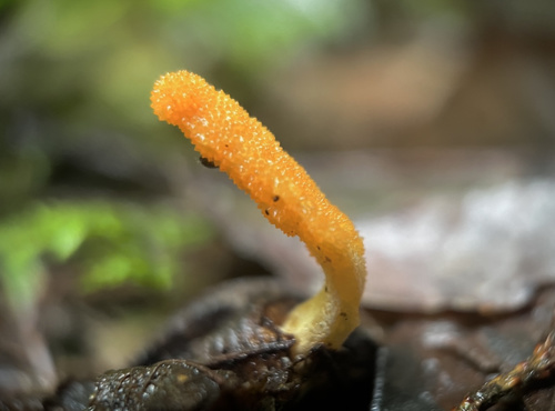 Scarlet Caterpillar Club