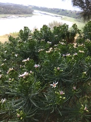 Olearia glutinosa