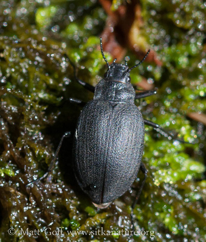 Trout-stream Beetles