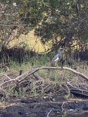 Egretta tricolor image