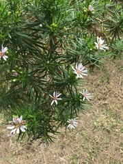 Olearia glutinosa