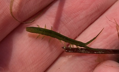 Pentidotea kirchanskii