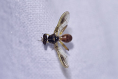 Richardia telescopica