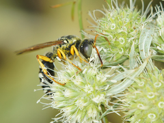 Cerceris tuberculata