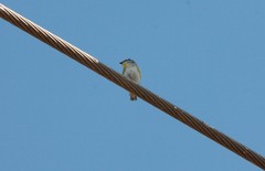 Pardalotus striatus ornatus