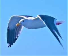Larus occidentalis