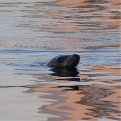 Zalophus californianus