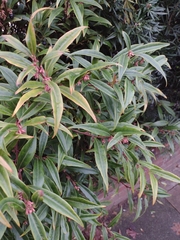 Sarcococca hookeriana