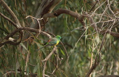 Psephotus haematonotus haematonotus