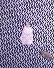 Durrantia piperatella