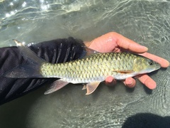 Holland's Carp photo 2