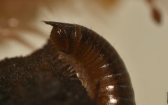 Leptoiulus belgicus