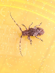 Mesosa nebulosa