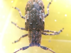 Mesosa nebulosa