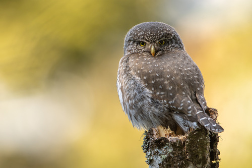 Eurasian Pygmy-Owl, photo 8 of 10