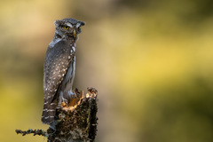 Eurasian Pygmy Owl photo 3