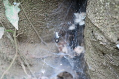 Azilia affinis